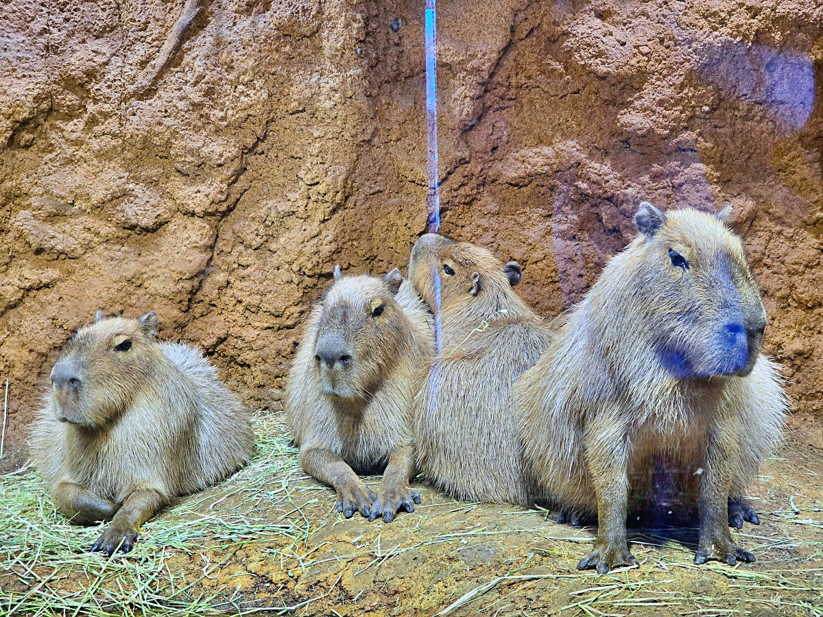【仙台旅遊】八木山動物園仙台親子自由行必去城市裡最古老的動物園