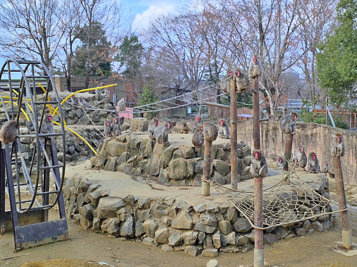 【仙台旅遊】八木山動物園仙台親子自由行必去城市裡最古老的動物園