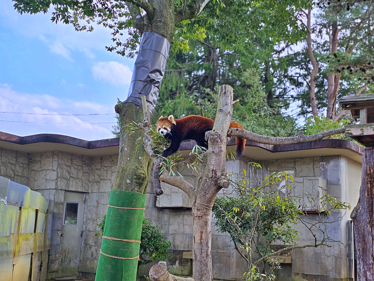 【仙台旅遊】八木山動物園仙台親子自由行必去城市裡最古老的動物園