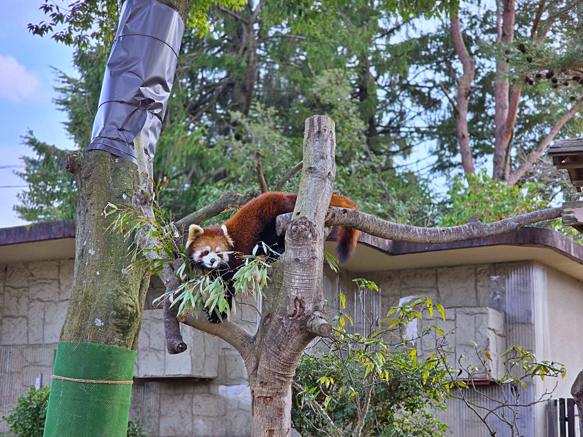 【仙台旅遊】八木山動物園仙台親子自由行必去城市裡最古老的動物園