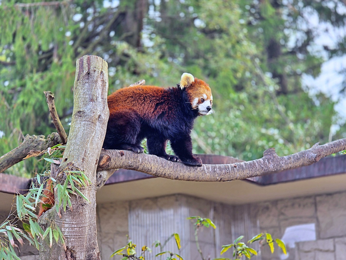 【仙台旅遊】八木山動物園仙台親子自由行必去城市裡最古老的動物園