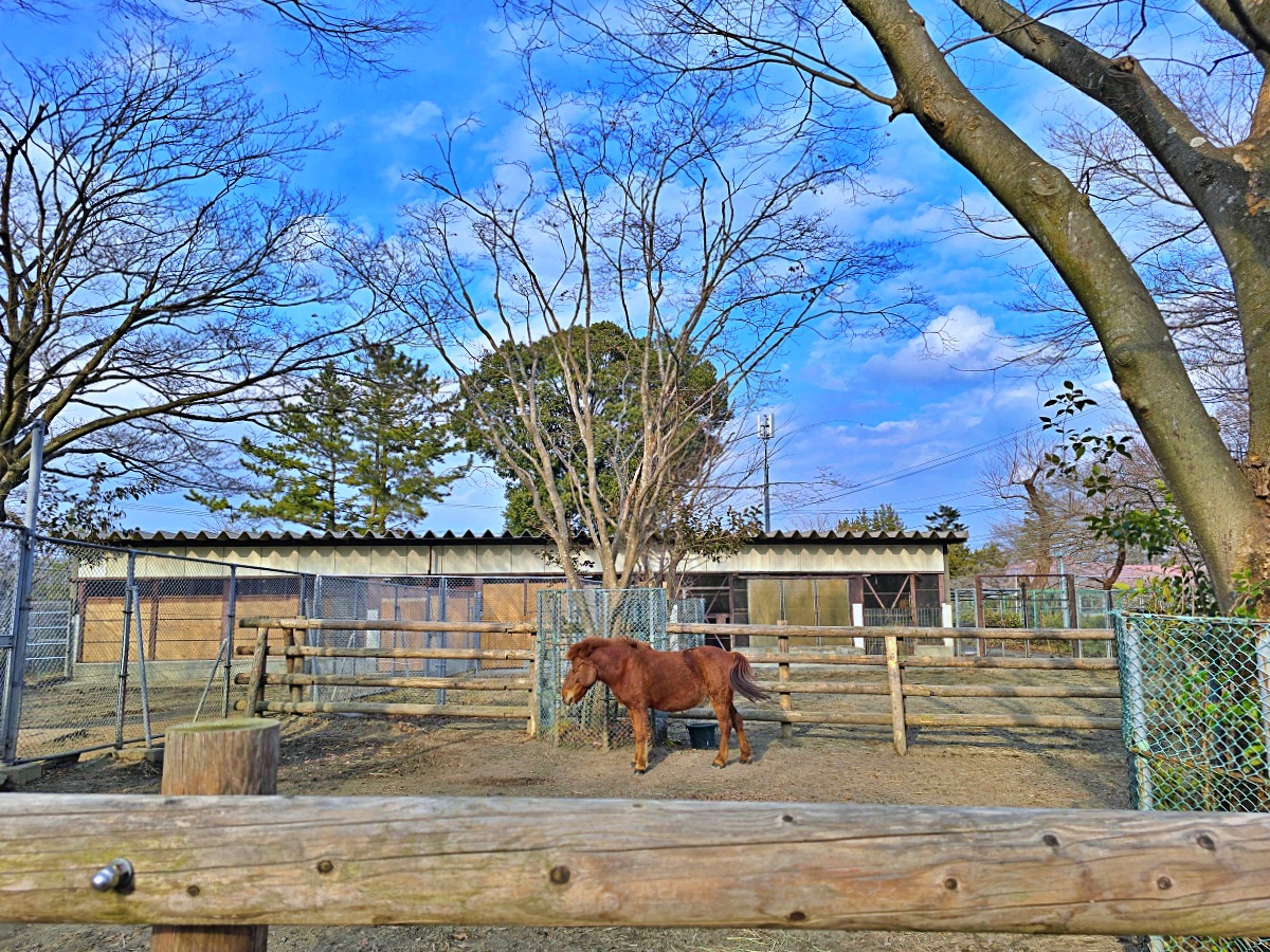 【仙台旅遊】八木山動物園仙台親子自由行必去城市裡最古老的動物園