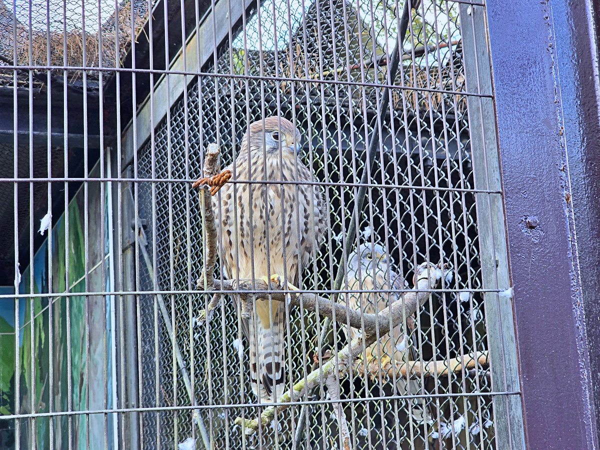 【仙台旅遊】八木山動物園仙台親子自由行必去城市裡最古老的動物園