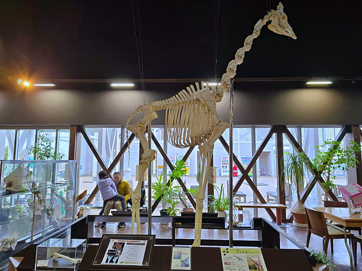 【仙台旅遊】八木山動物園仙台親子自由行必去城市裡最古老的動物園
