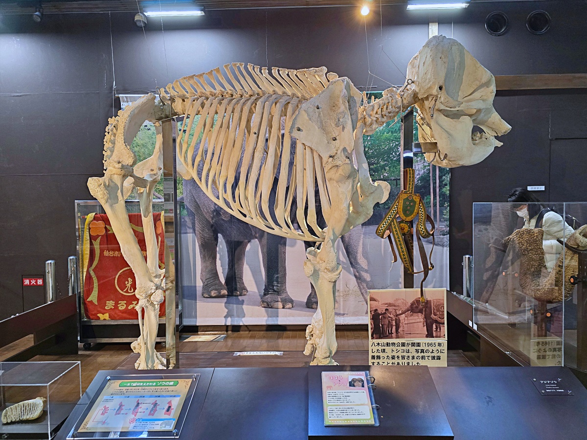 【仙台旅遊】八木山動物園仙台親子自由行必去城市裡最古老的動物園