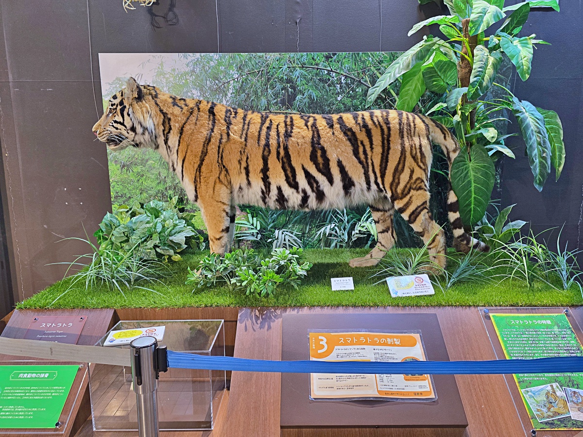 【仙台旅遊】八木山動物園仙台親子自由行必去城市裡最古老的動物園