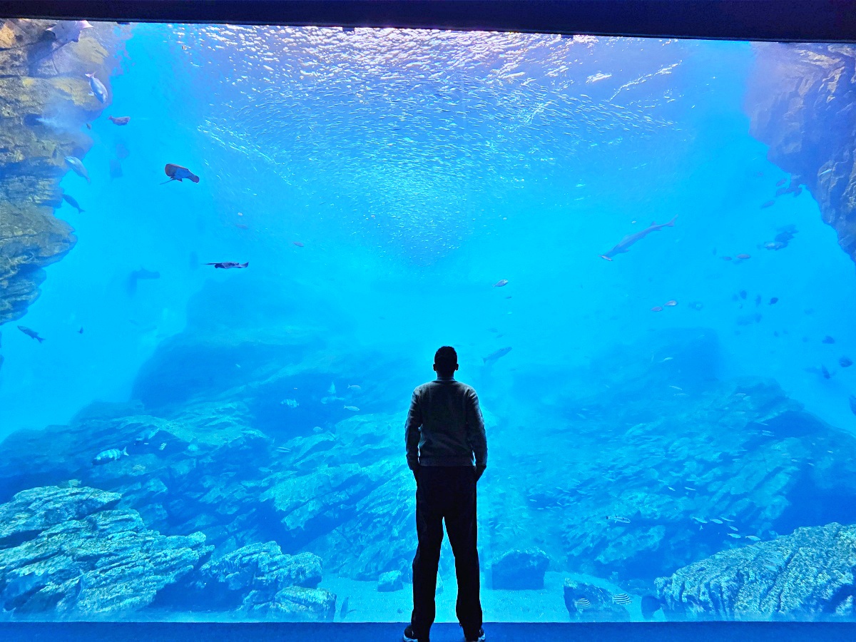 【仙台旅遊】仙台親子景點必去「仙台海洋之森水族館」東北最大水族世界的奇幻體驗