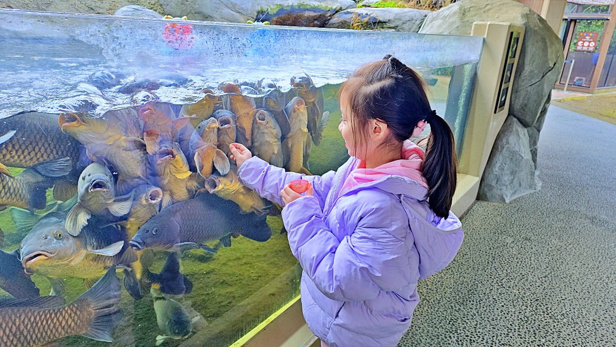 【仙台旅遊】仙台親子景點必去「仙台海洋之森水族館」東北最大水族世界的奇幻體驗