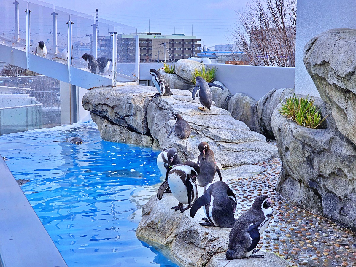【仙台旅遊】仙台親子景點必去「仙台海洋之森水族館」東北最大水族世界的奇幻體驗 【仙台旅遊】仙台親子景點必去「仙台海洋之森水族館」東北最大水族世界的奇幻體驗