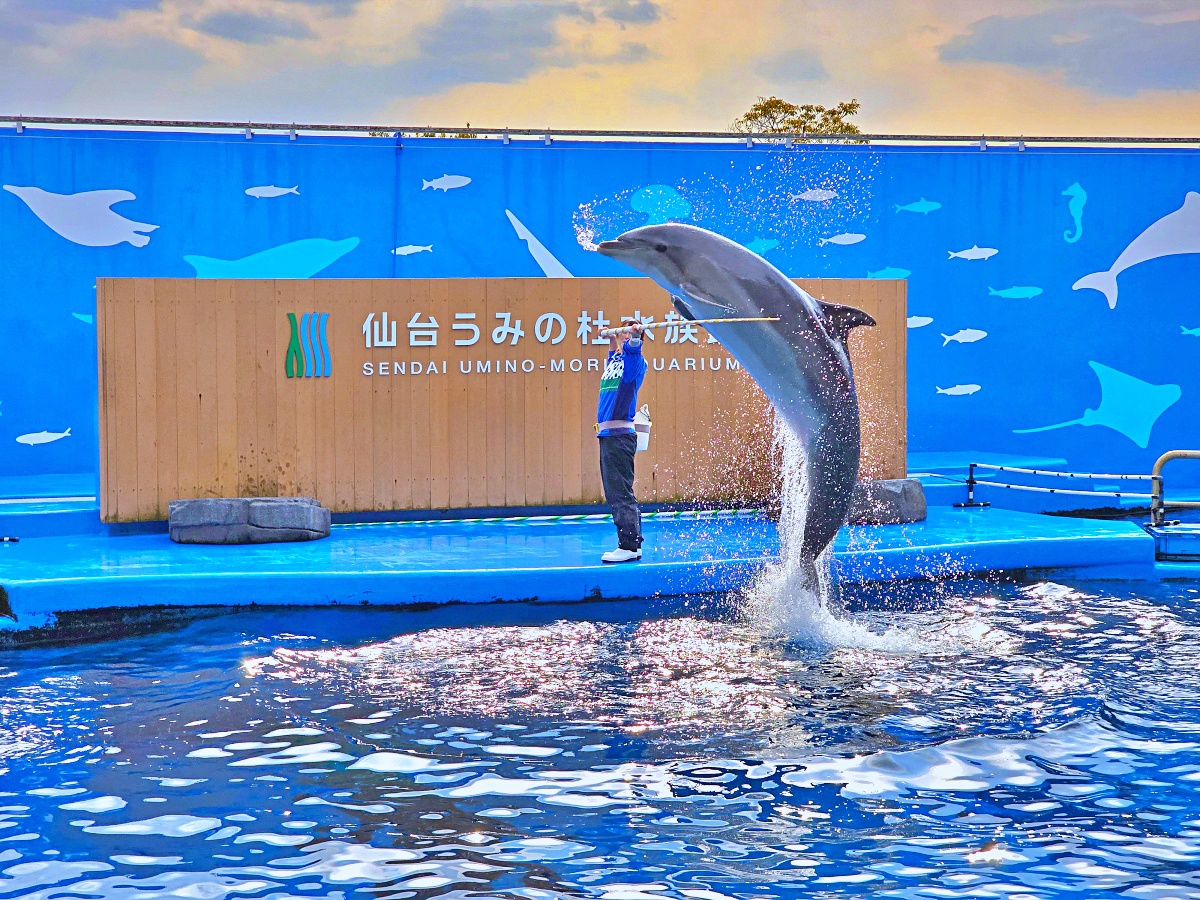 【仙台旅遊】仙台親子景點必去「仙台海洋之森水族館」東北最大水族世界的奇幻體驗