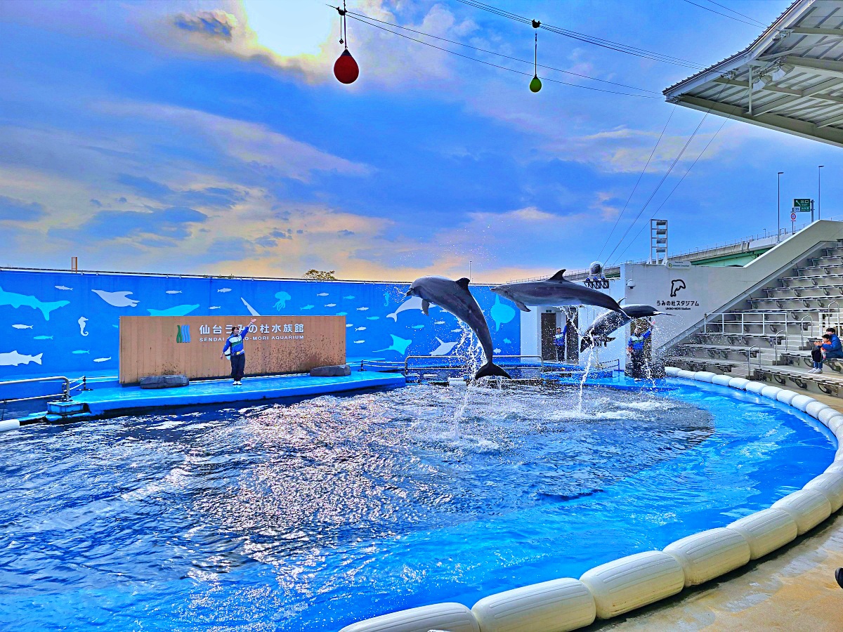 【仙台旅遊】仙台親子景點必去「仙台海洋之森水族館」東北最大水族世界的奇幻體驗 【仙台旅遊】仙台親子景點必去「仙台海洋之森水族館」東北最大水族世界的奇幻體驗