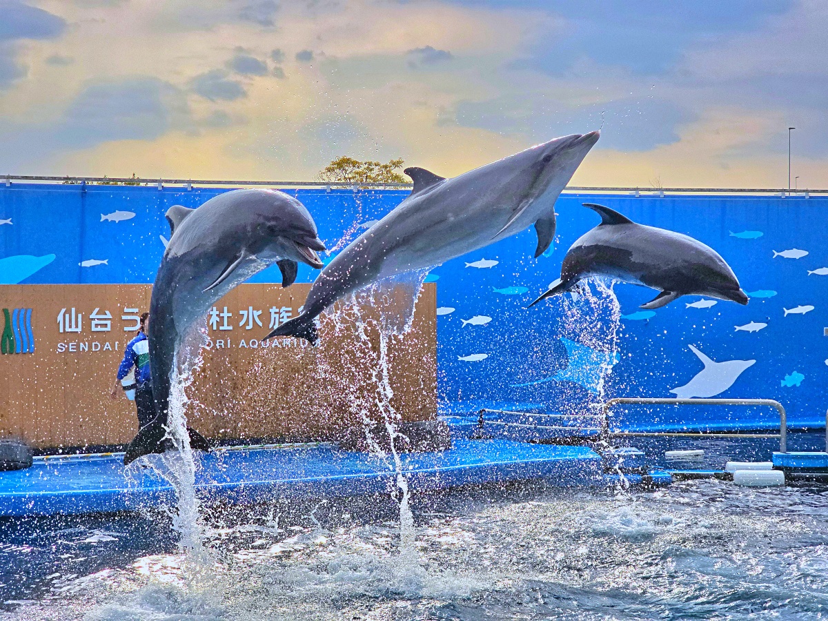 【仙台旅遊】仙台親子景點必去「仙台海洋之森水族館」東北最大水族世界的奇幻體驗 @Stancy Teacher 美味異想世界