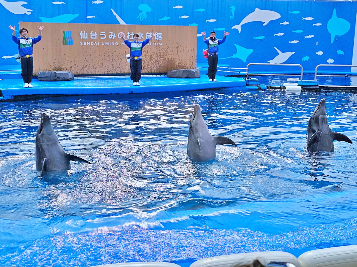 【仙台旅遊】仙台親子景點必去「仙台海洋之森水族館」東北最大水族世界的奇幻體驗