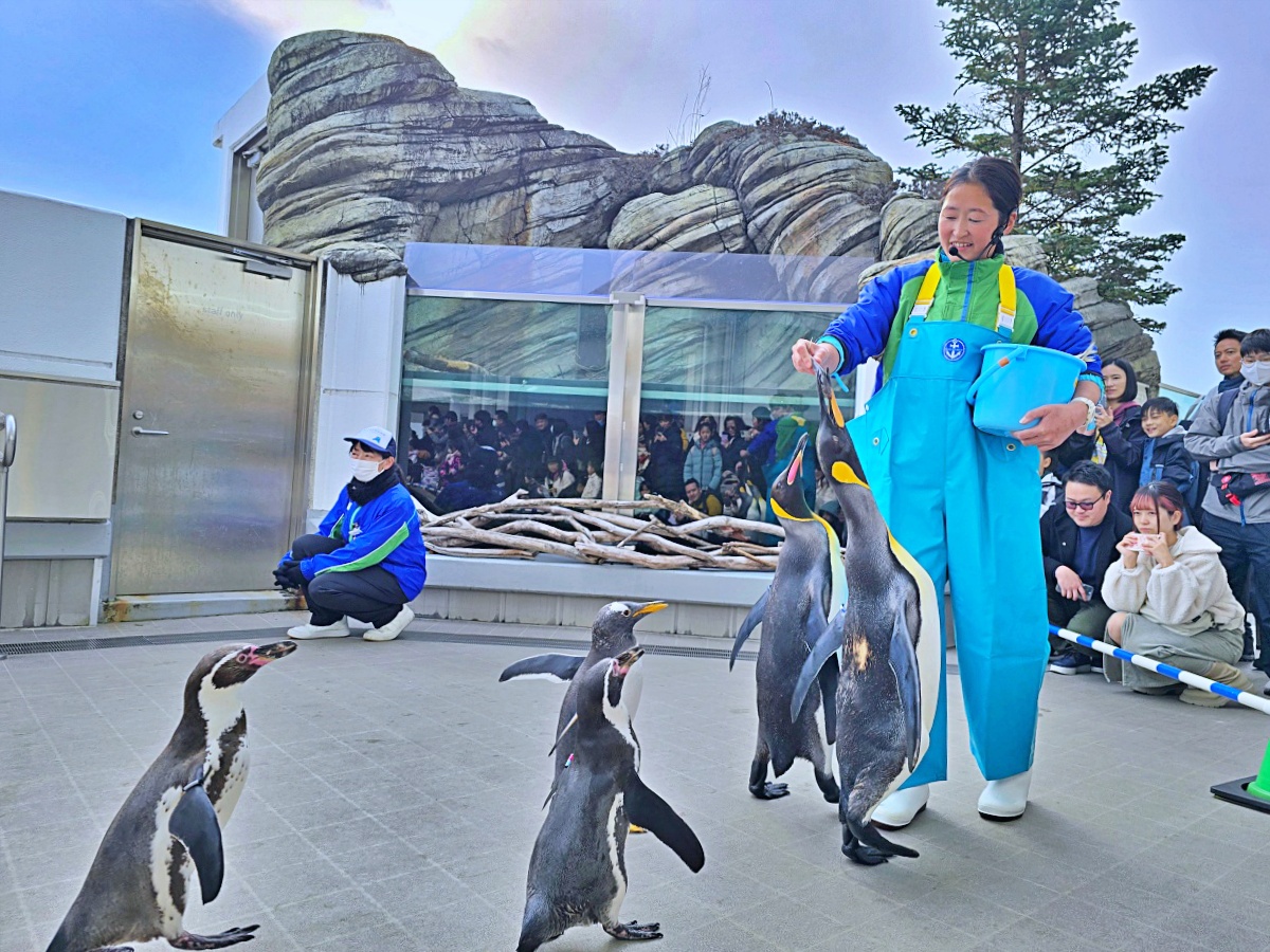 【仙台旅遊】仙台親子景點必去「仙台海洋之森水族館」東北最大水族世界的奇幻體驗