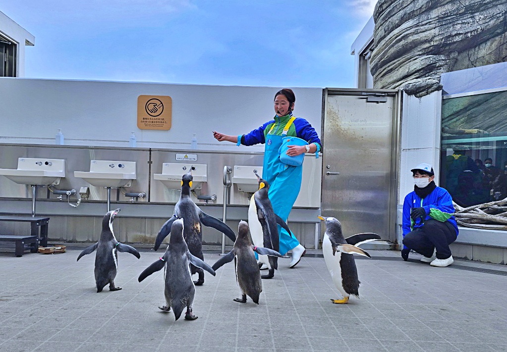 【仙台旅遊】仙台親子景點必去「仙台海洋之森水族館」東北最大水族世界的奇幻體驗