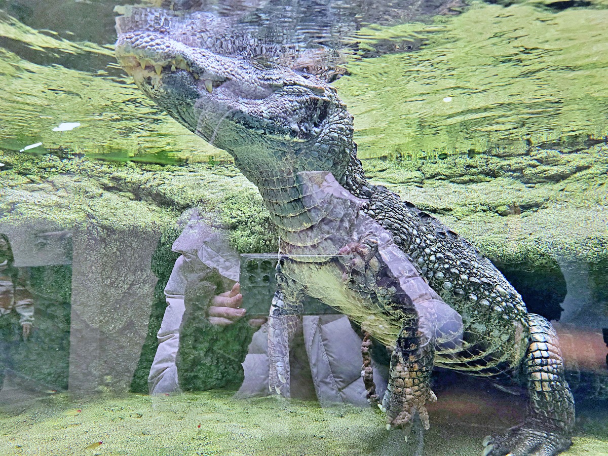 【仙台旅遊】仙台親子景點必去「仙台海洋之森水族館」東北最大水族世界的奇幻體驗 【仙台旅遊】仙台親子景點必去「仙台海洋之森水族館」東北最大水族世界的奇幻體驗