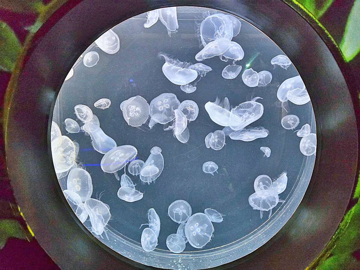 【仙台旅遊】仙台親子景點必去「仙台海洋之森水族館」東北最大水族世界的奇幻體驗 【仙台旅遊】仙台親子景點必去「仙台海洋之森水族館」東北最大水族世界的奇幻體驗