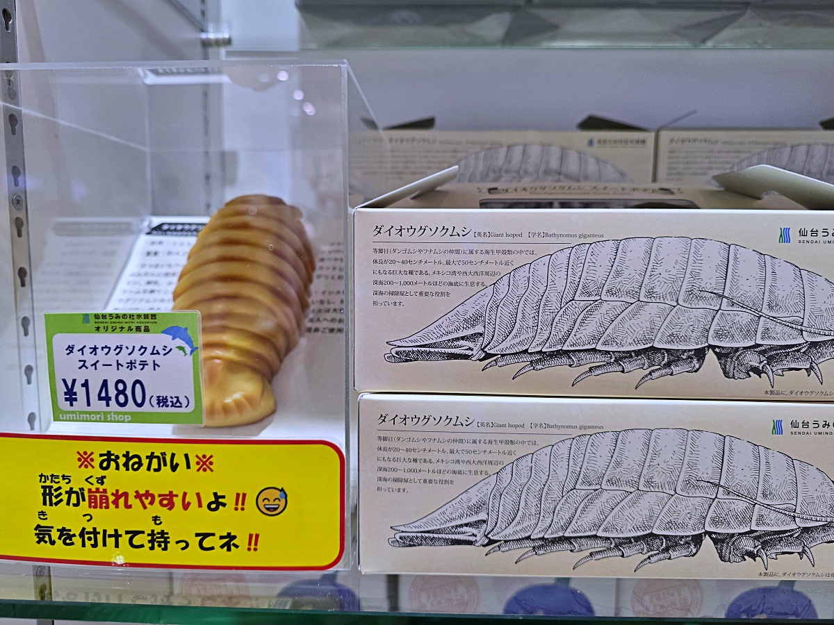 【仙台旅遊】仙台親子景點必去「仙台海洋之森水族館」東北最大水族世界的奇幻體驗
