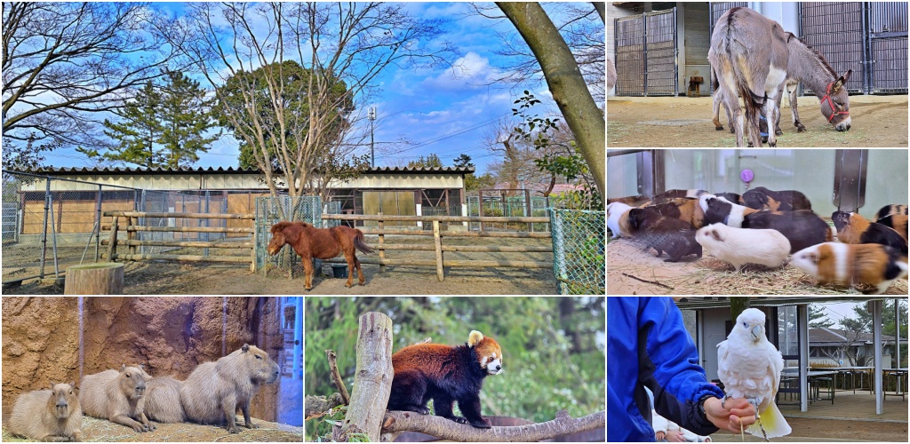 【仙台旅遊】八木山動物園仙台親子自由行必去城市裡最古老的動物園 @Stancy Teacher 美味異想世界