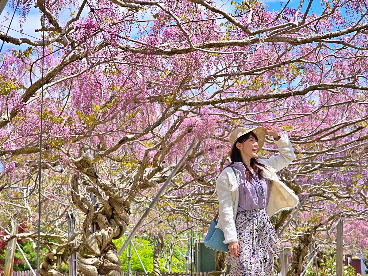 廣島自駕租車六天五夜懶人包：TOCOO!預約華航直飛，輕鬆玩遍世羅花田廣島好市多血拼
