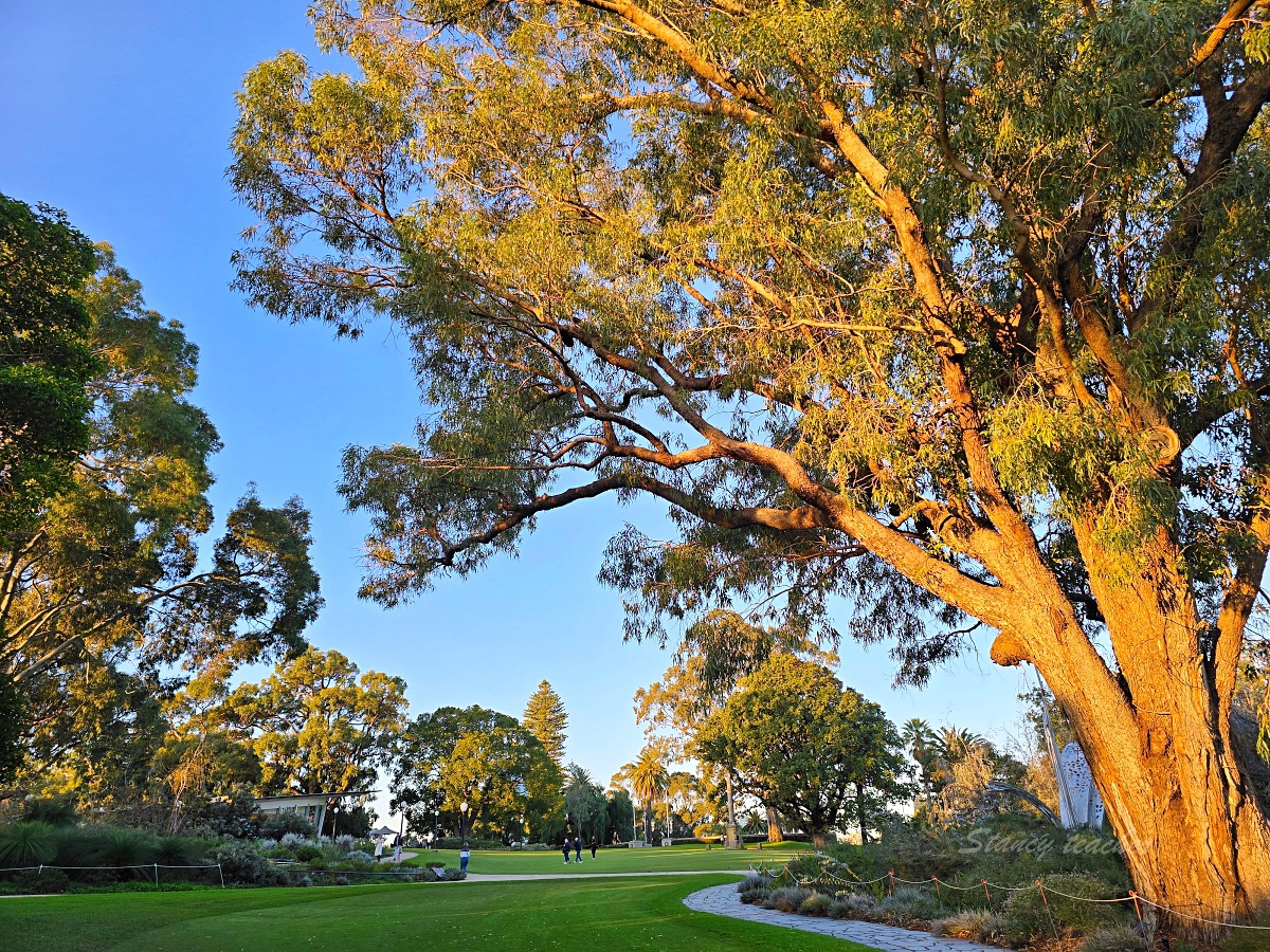 西澳國王公園 Kings Park 一日遊｜城市夜景、戰爭紀念碑與浪漫夕陽美拍景點
