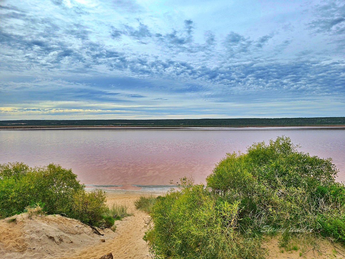 西澳粉紅湖 Hutt Lagoon 攻略｜月份顏色、珀斯自駕路線、拍照點與親子提醒