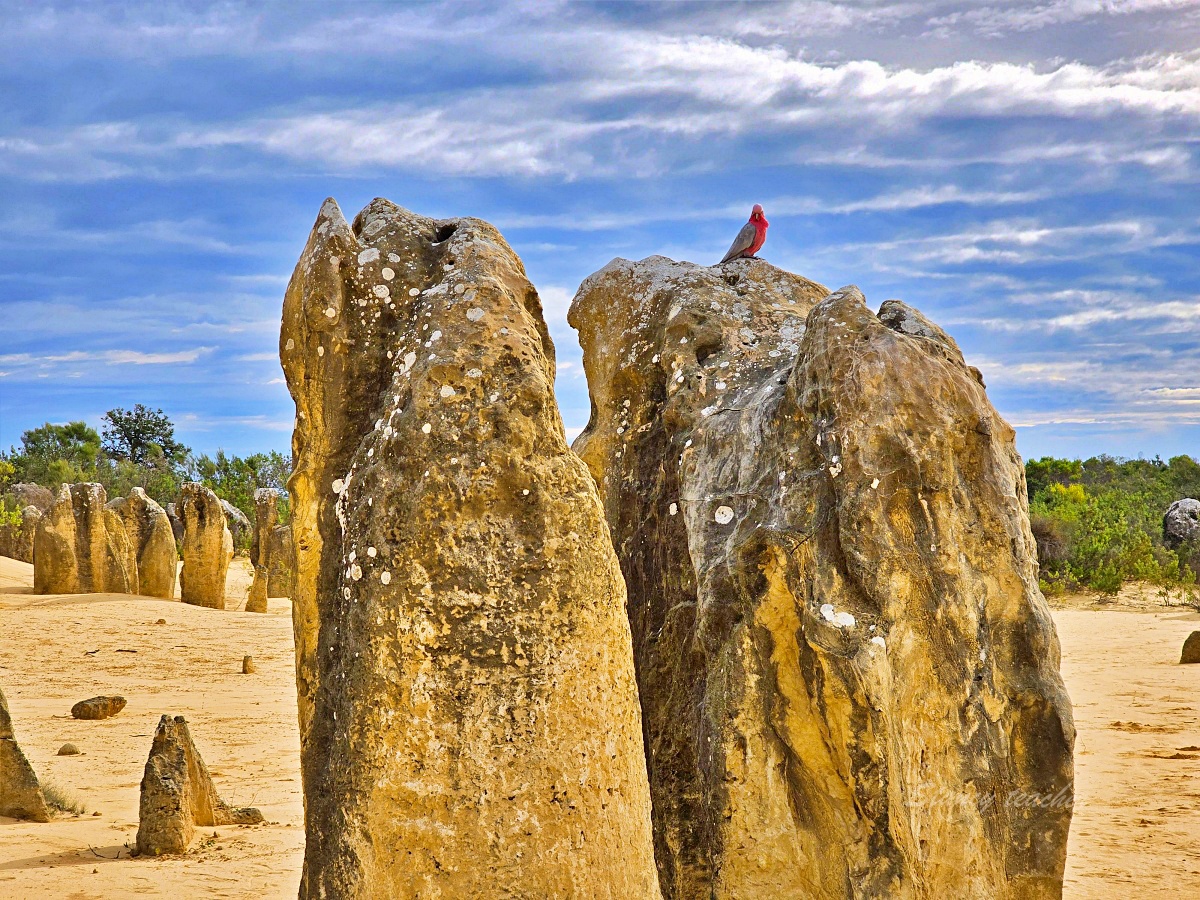 尖峰石陣 Pinnacles Desert 攻略｜珀斯自駕、門票開放時間、觀星與親子一日遊