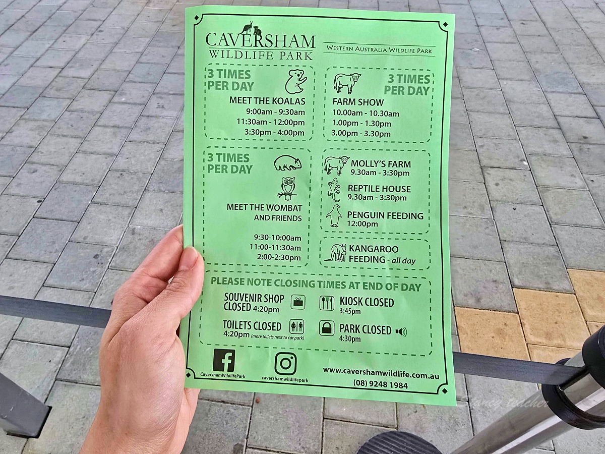 Caversham Wildlife Park 凱維森野生動物園｜珀斯近郊親子看袋鼠、無尾熊與農場秀