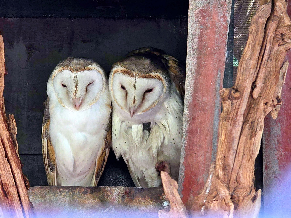 Caversham Wildlife Park 凱維森野生動物園｜珀斯近郊親子看袋鼠、無尾熊與農場秀