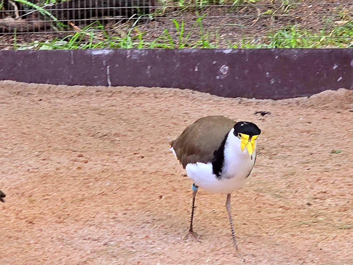 Caversham Wildlife Park 凱維森野生動物園｜珀斯近郊親子看袋鼠、無尾熊與農場秀