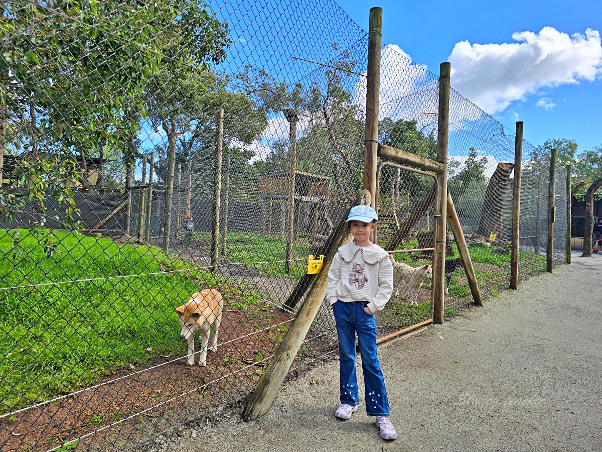Caversham Wildlife Park 凱維森野生動物園｜珀斯近郊親子看袋鼠、無尾熊與農場秀