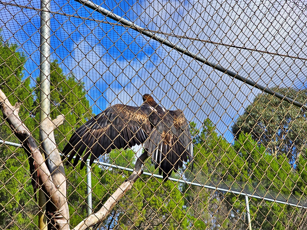 Caversham Wildlife Park 凱維森野生動物園｜珀斯近郊親子看袋鼠、無尾熊與農場秀
