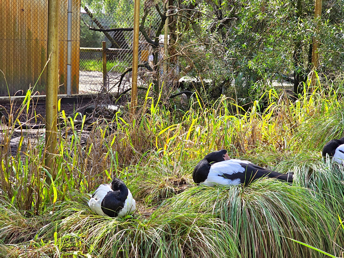 Caversham Wildlife Park 凱維森野生動物園｜珀斯近郊親子看袋鼠、無尾熊與農場秀