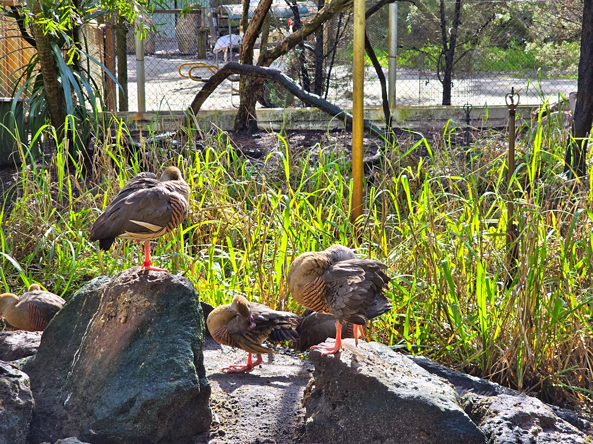 Caversham Wildlife Park 凱維森野生動物園｜珀斯近郊親子看袋鼠、無尾熊與農場秀