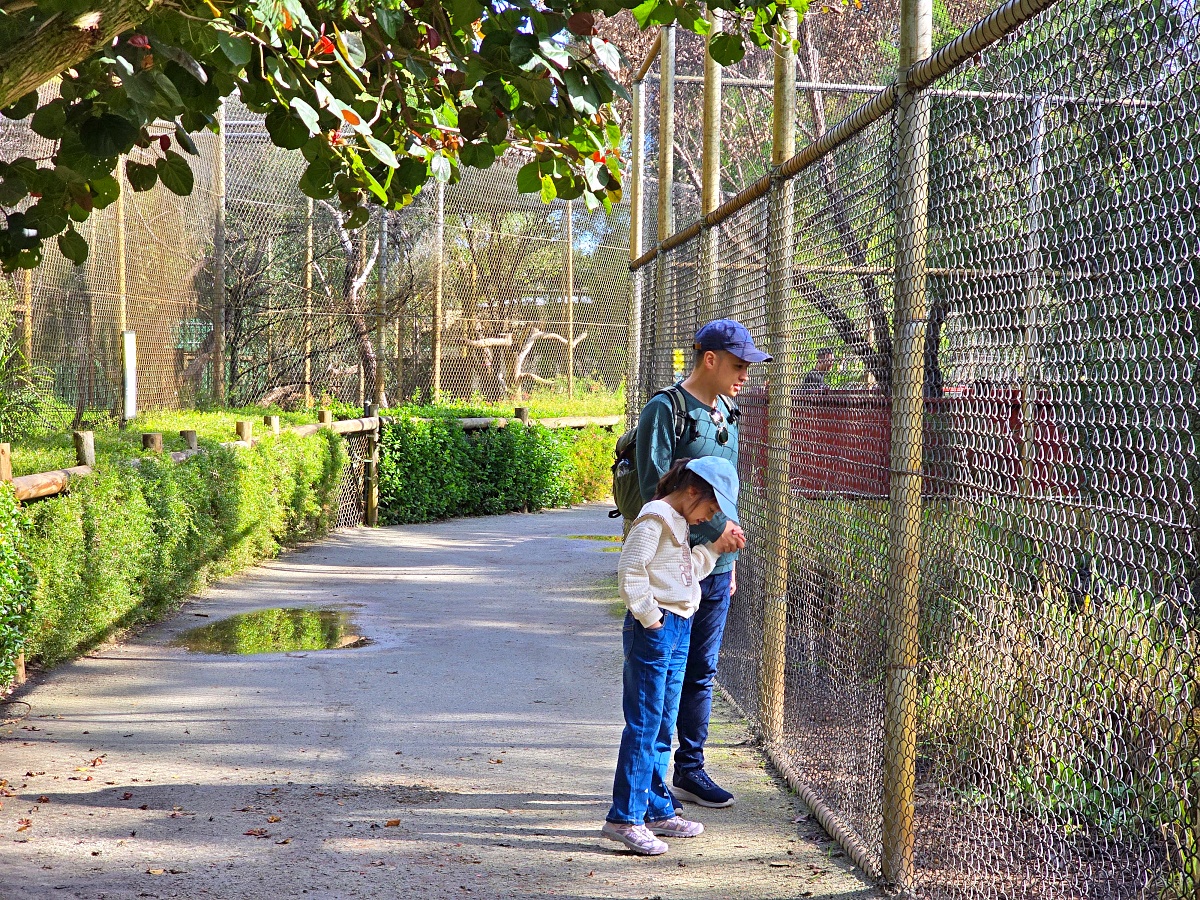 Caversham Wildlife Park 凱維森野生動物園｜珀斯近郊親子看袋鼠、無尾熊與農場秀