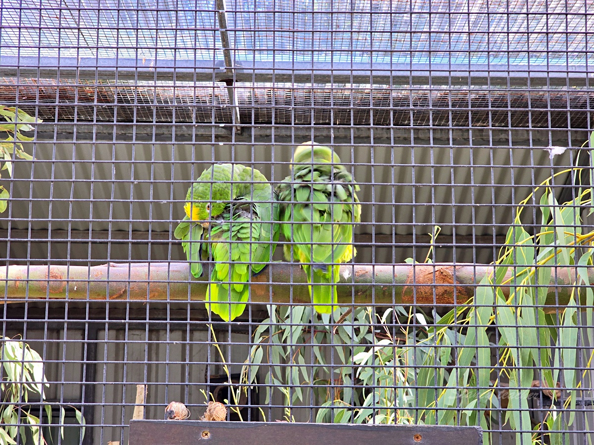 Caversham Wildlife Park 凱維森野生動物園｜珀斯近郊親子看袋鼠、無尾熊與農場秀