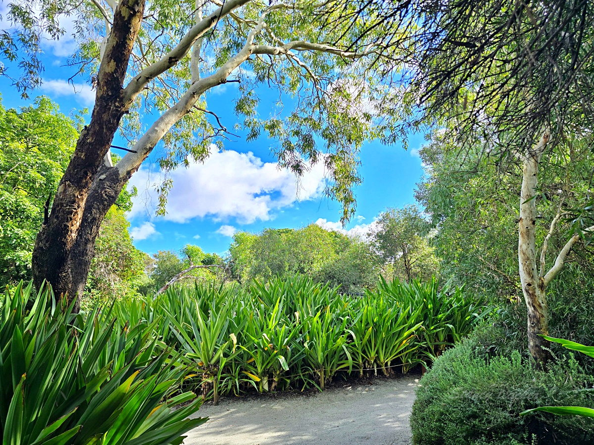Caversham Wildlife Park 凱維森野生動物園｜珀斯近郊親子看袋鼠、無尾熊與農場秀