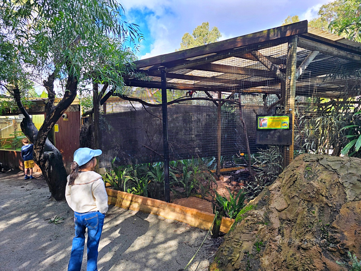 Caversham Wildlife Park 凱維森野生動物園｜珀斯近郊親子看袋鼠、無尾熊與農場秀