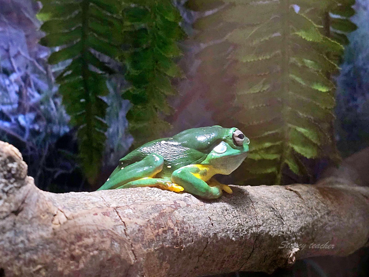Caversham Wildlife Park 凱維森野生動物園｜珀斯近郊親子看袋鼠、無尾熊與農場秀