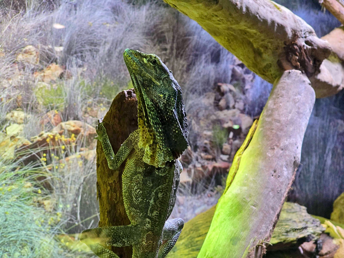 Caversham Wildlife Park 凱維森野生動物園｜珀斯近郊親子看袋鼠、無尾熊與農場秀