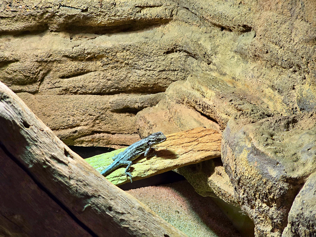 Caversham Wildlife Park 凱維森野生動物園｜珀斯近郊親子看袋鼠、無尾熊與農場秀
