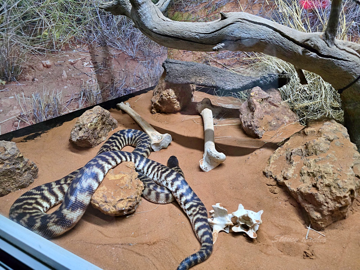 Caversham Wildlife Park 凱維森野生動物園｜珀斯近郊親子看袋鼠、無尾熊與農場秀