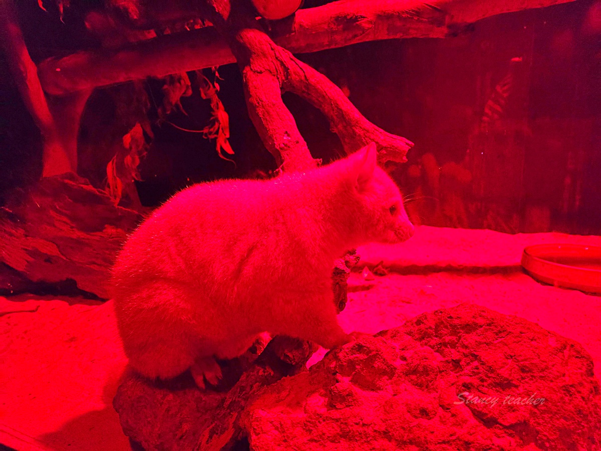 Caversham Wildlife Park 凱維森野生動物園｜珀斯近郊親子看袋鼠、無尾熊與農場秀
