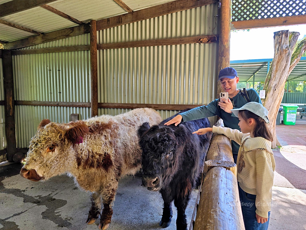 Caversham Wildlife Park 凱維森野生動物園｜珀斯近郊親子看袋鼠、無尾熊與農場秀
