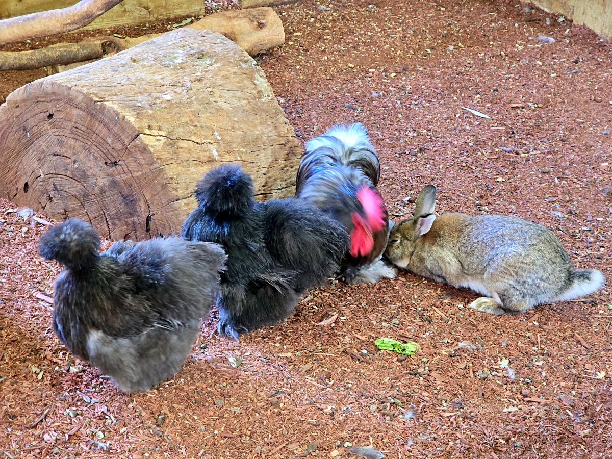 Caversham Wildlife Park 凱維森野生動物園｜珀斯近郊親子看袋鼠、無尾熊與農場秀