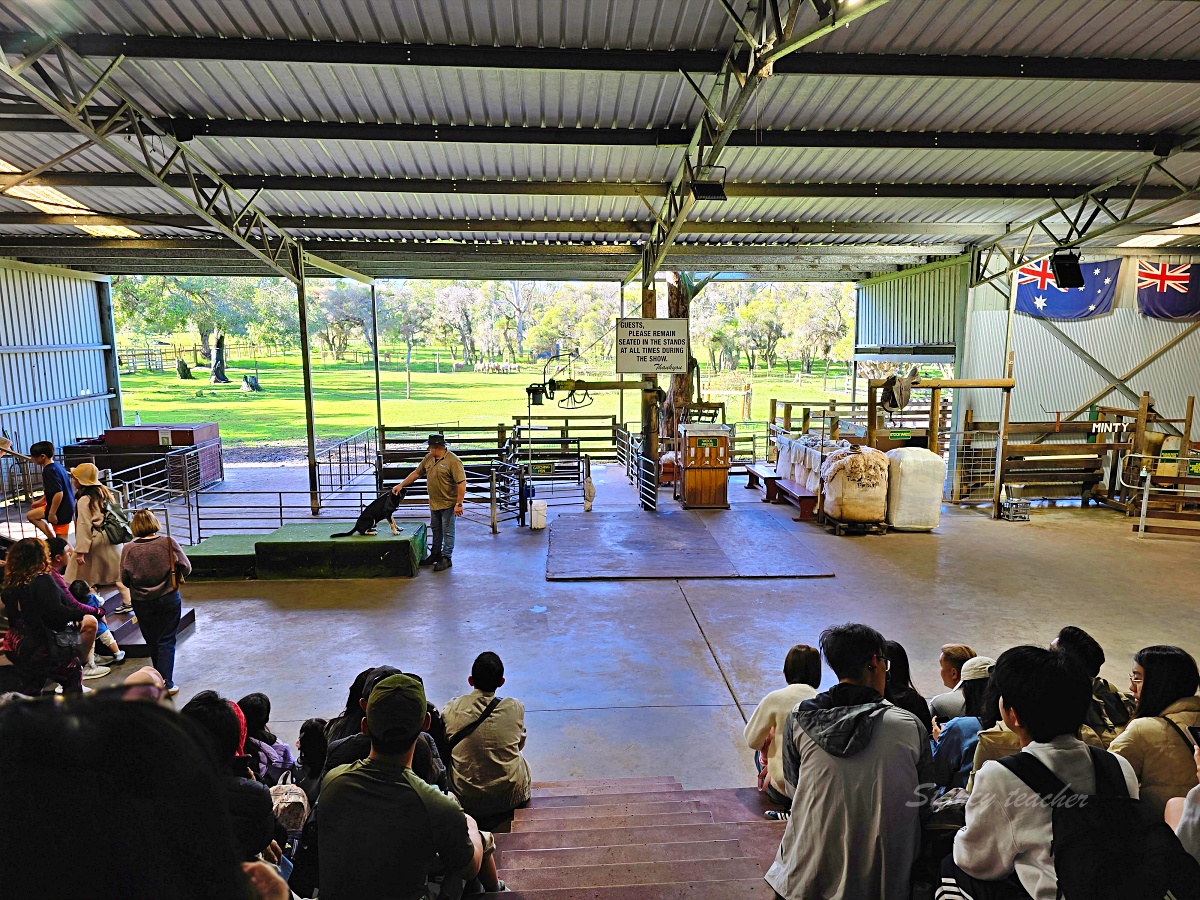 Caversham Wildlife Park 凱維森野生動物園｜珀斯近郊親子看袋鼠、無尾熊與農場秀