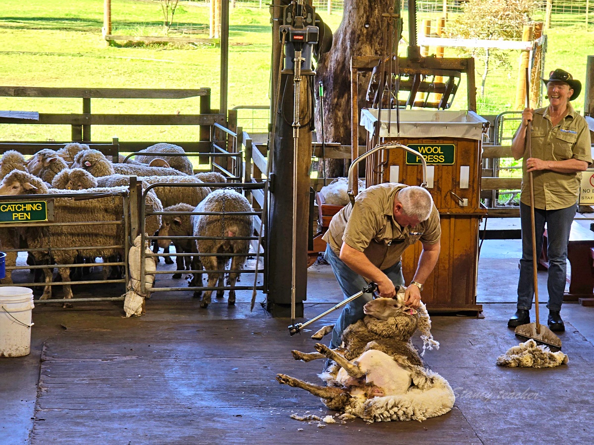 Caversham Wildlife Park 凱維森野生動物園｜珀斯近郊親子看袋鼠、無尾熊與農場秀