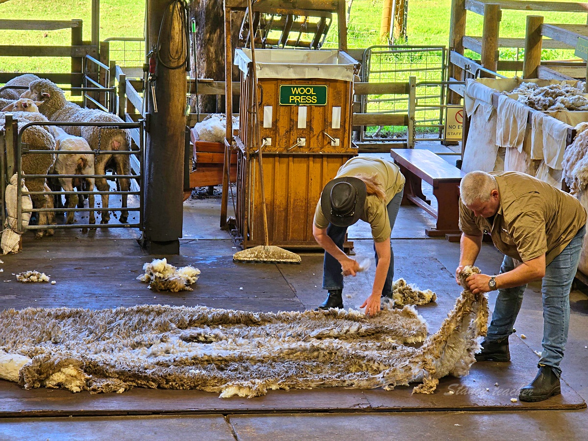 Caversham Wildlife Park 凱維森野生動物園｜珀斯近郊親子看袋鼠、無尾熊與農場秀