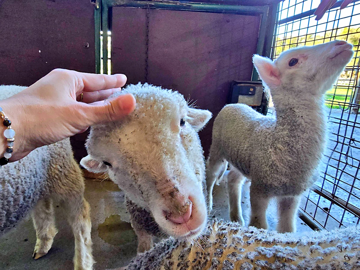 Caversham Wildlife Park 凱維森野生動物園｜珀斯近郊親子看袋鼠、無尾熊與農場秀