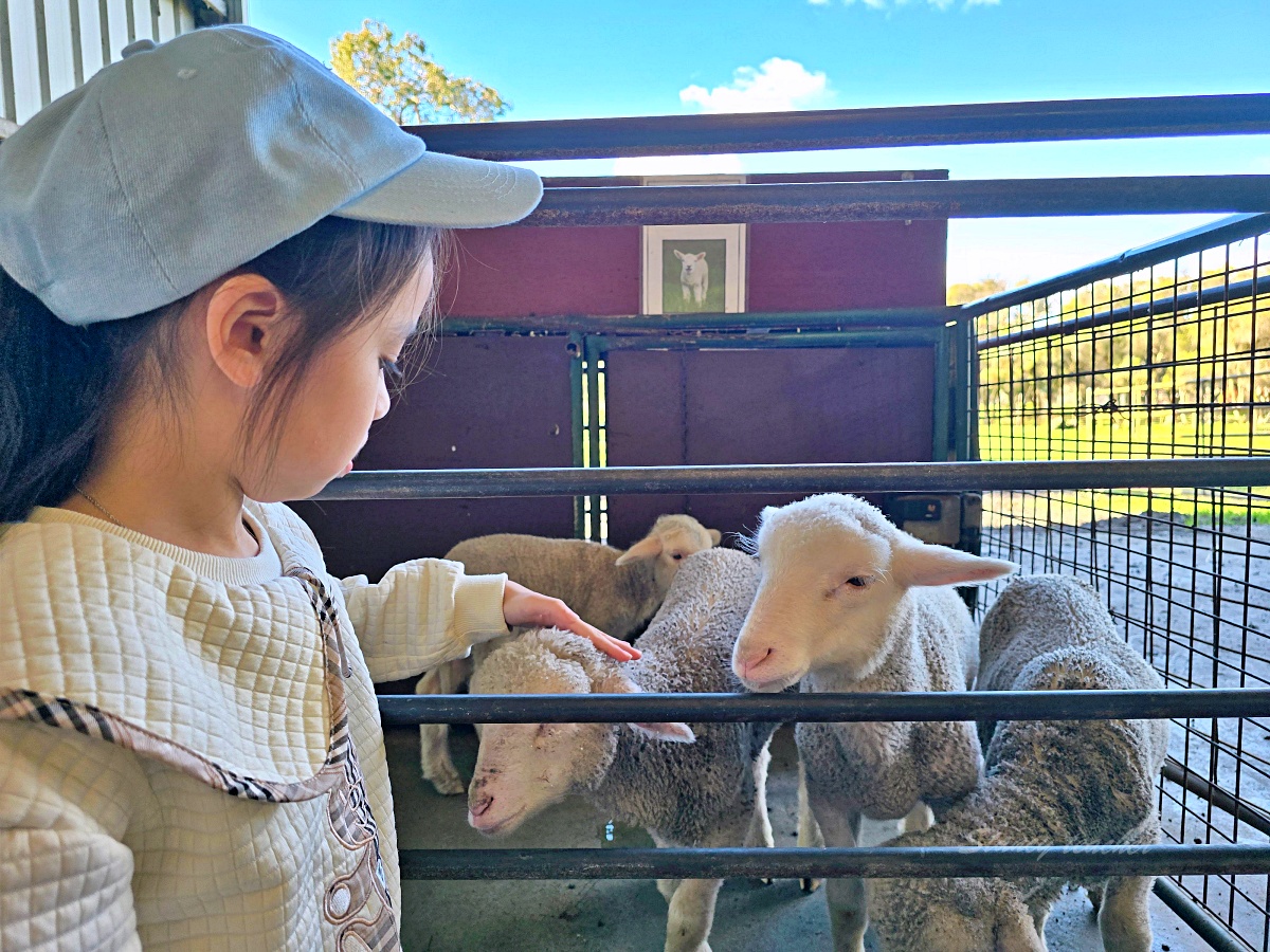 Caversham Wildlife Park 凱維森野生動物園｜珀斯近郊親子看袋鼠、無尾熊與農場秀